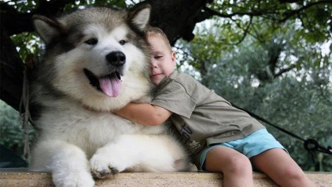 Koleksi gambar anjing Alaska yang paling indah