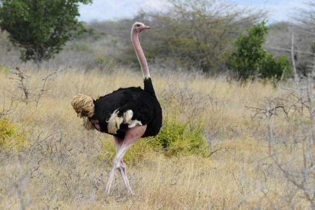 Koleksi gambar burung unta yang paling indah