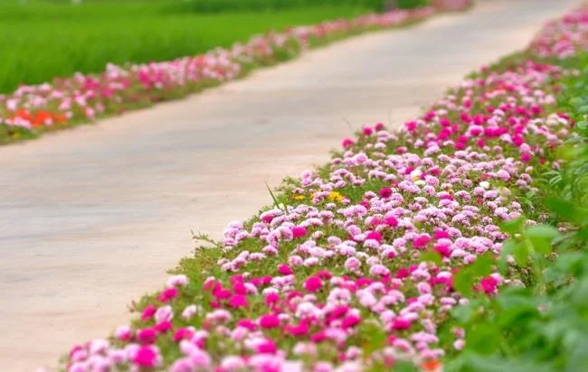 Pictures ten beautiful flowers mean