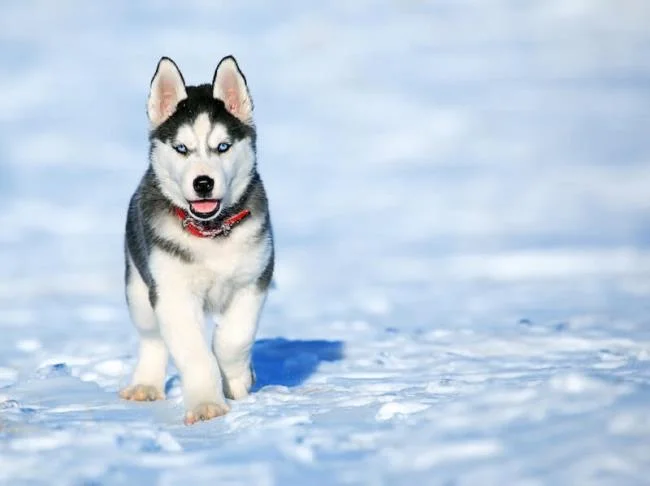 Koleksi gambar anjing Alaska yang paling indah