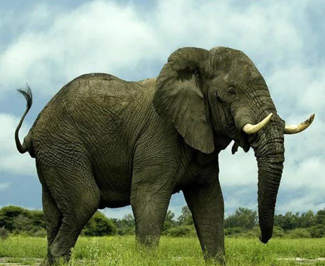 En güzel filin özeti