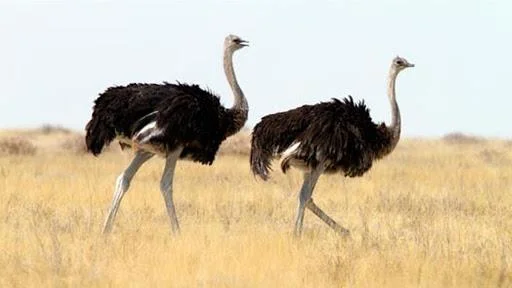 Koleksi gambar burung unta yang paling indah