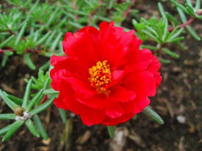 Pictures ten beautiful flowers mean