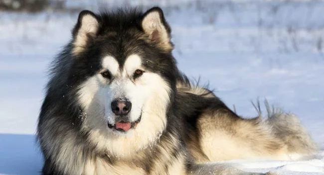 Koleksi gambar anjing Alaska yang paling indah