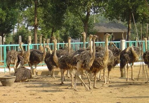 Koleksi gambar burung unta yang paling indah