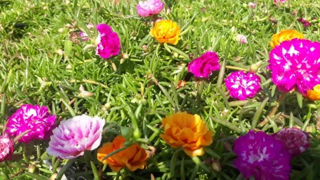 Pictures ten beautiful flowers mean