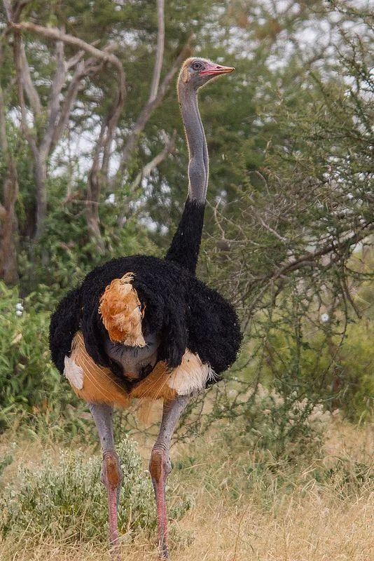 Koleksi gambar burung unta yang paling indah