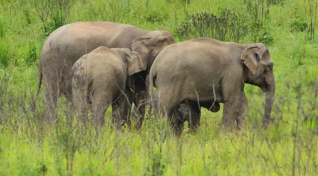 En güzel filin özeti