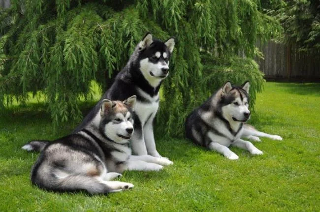 Koleksi gambar anjing Alaska yang paling indah