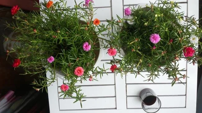 Pictures ten beautiful flowers mean