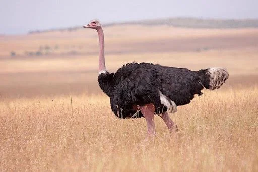 Koleksi gambar burung unta yang paling indah