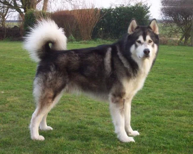 Koleksi gambar anjing Alaska yang paling indah
