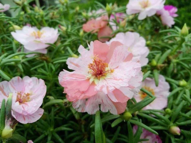 Pictures ten beautiful flowers mean