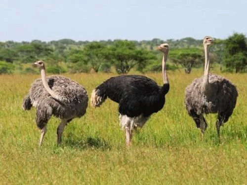 Koleksi gambar burung unta yang paling indah