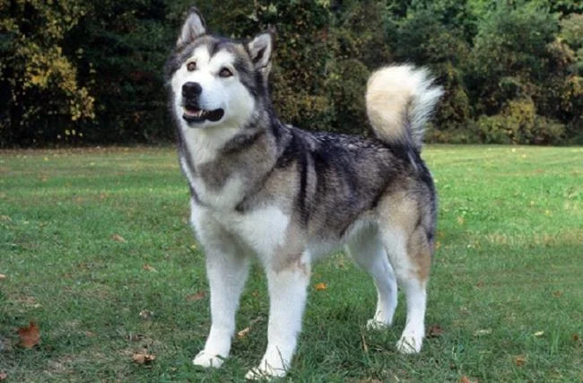 Koleksi gambar anjing Alaska yang paling indah