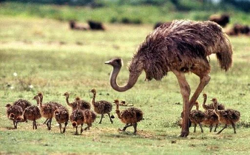 Koleksi gambar burung unta yang paling indah