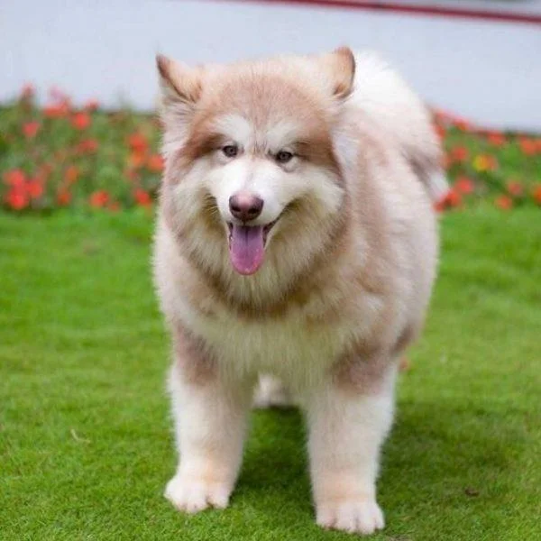 Koleksi gambar anjing Alaska yang paling indah