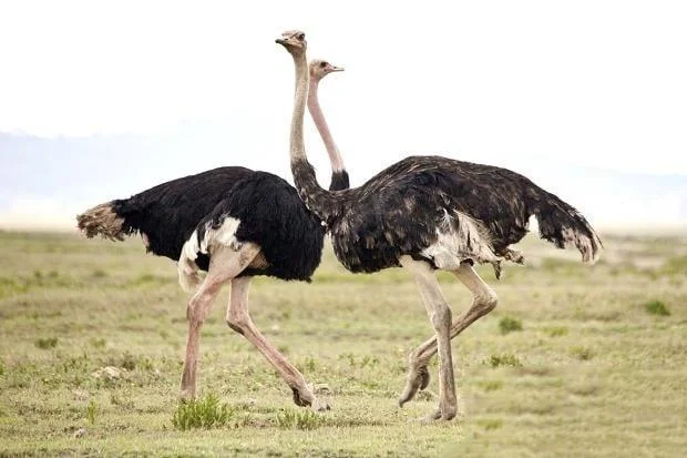 Koleksi gambar burung unta yang paling indah