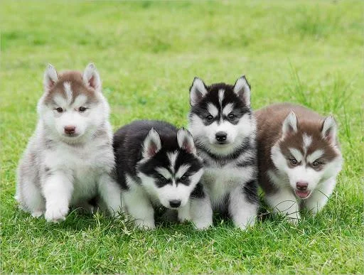 Koleksi gambar anjing Alaska yang paling indah