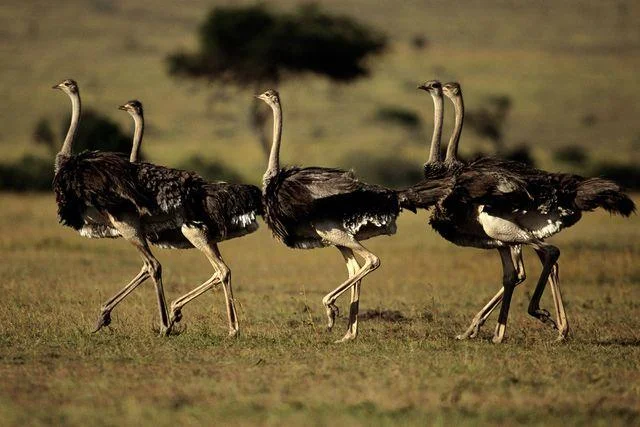 Koleksi gambar burung unta yang paling indah