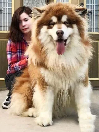 Koleksi gambar anjing Alaska yang paling indah