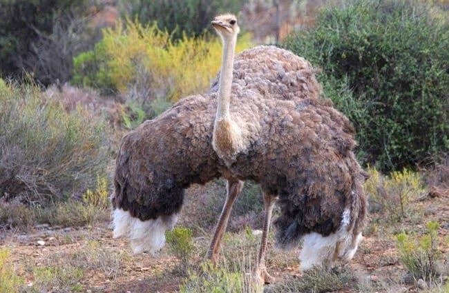 Koleksi gambar burung unta yang paling indah