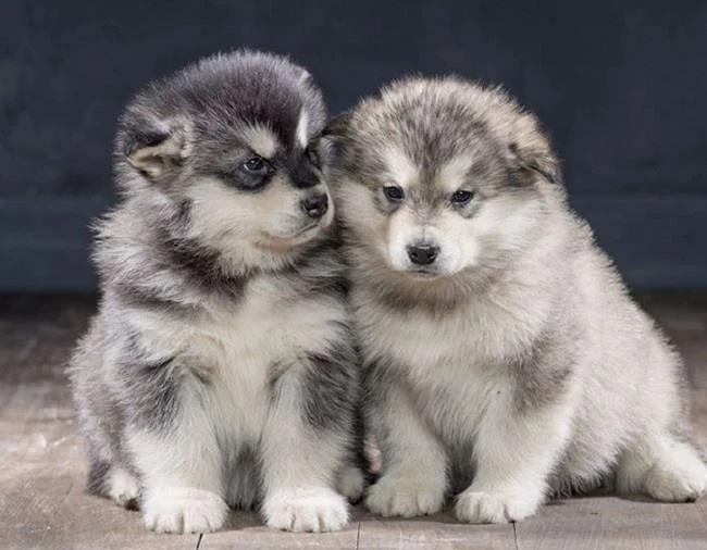 Koleksi gambar anjing Alaska yang paling indah