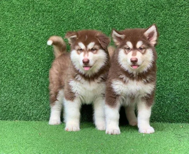 Koleksi gambar anjing Alaska yang paling indah
