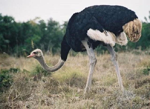 Koleksi gambar burung unta yang paling indah