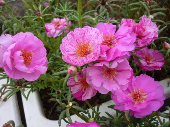 Pictures ten beautiful flowers mean