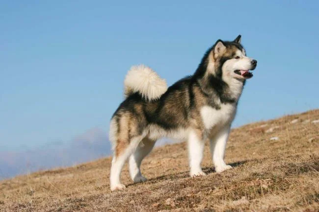 Koleksi gambar anjing Alaska yang paling indah