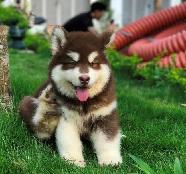 Koleksi gambar anjing Alaska yang paling indah