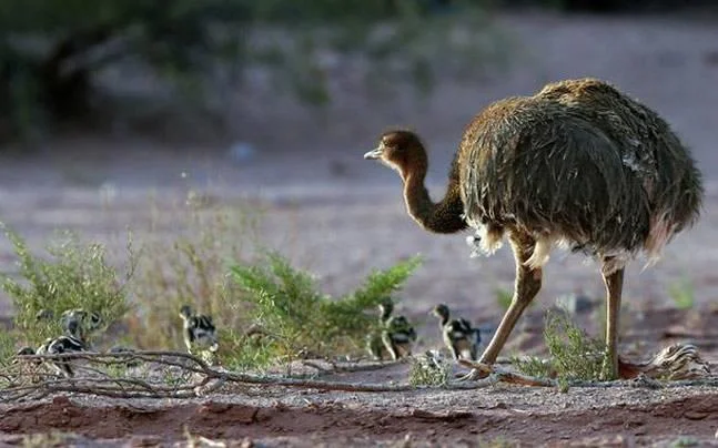 Koleksi gambar burung unta yang paling indah