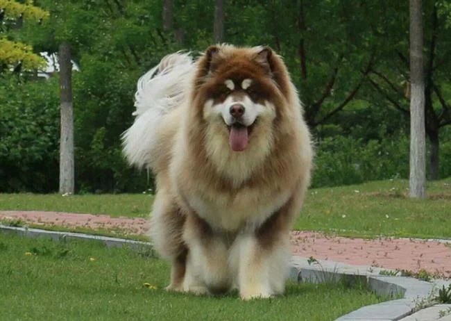 Koleksi gambar anjing Alaska yang paling indah
