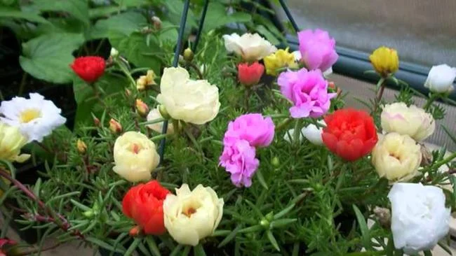 Pictures ten beautiful flowers mean