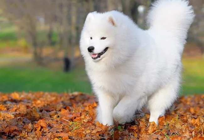 Koleksi gambar anjing Alaska yang paling indah