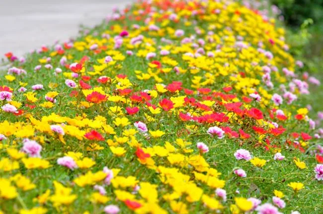 Pictures ten beautiful flowers mean