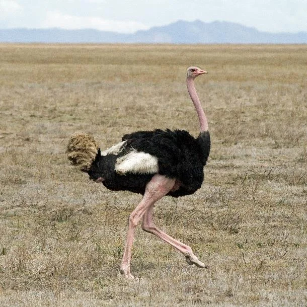Koleksi gambar burung unta yang paling indah
