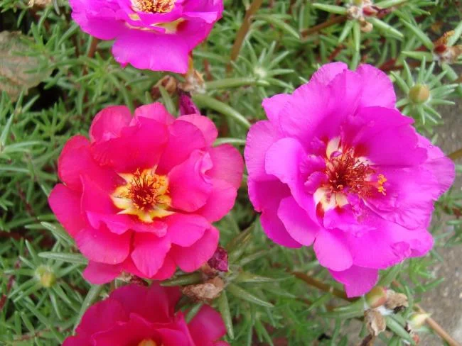 Pictures ten beautiful flowers mean