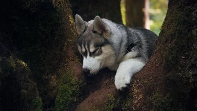 Koleksi gambar anjing Alaska yang paling indah