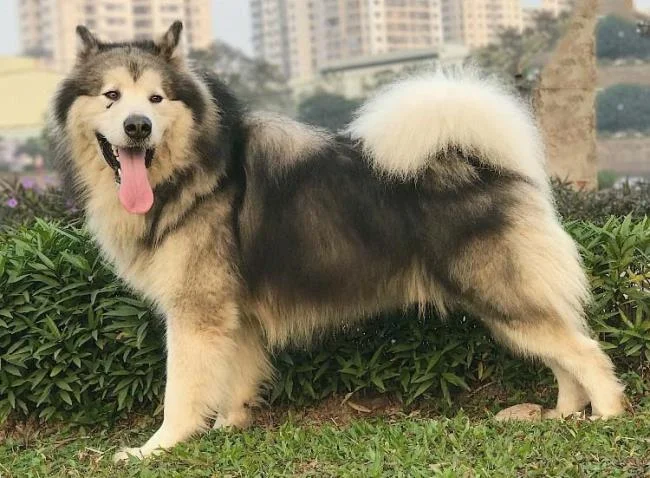 Koleksi gambar anjing Alaska yang paling indah