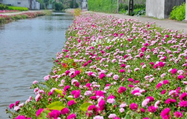 Pictures ten beautiful flowers mean