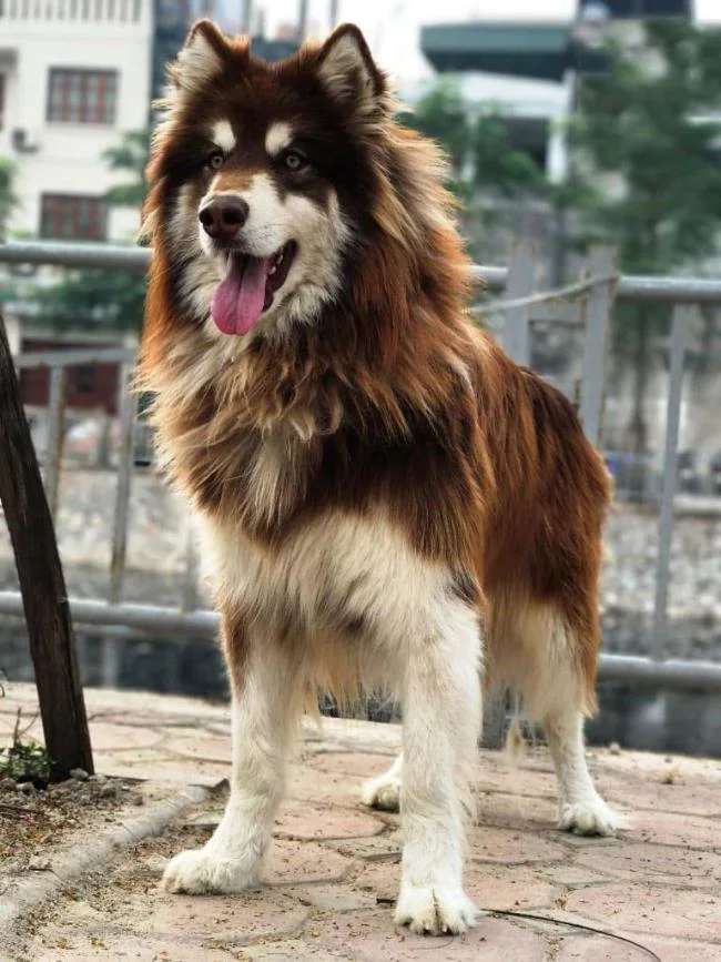 Koleksi gambar anjing Alaska yang paling indah