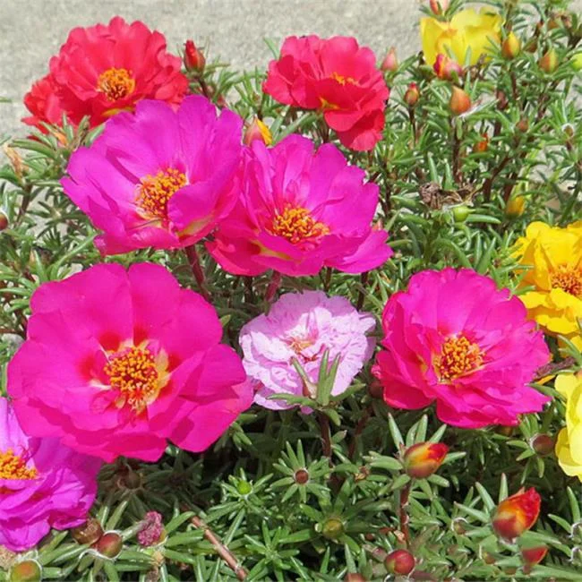 Pictures ten beautiful flowers mean