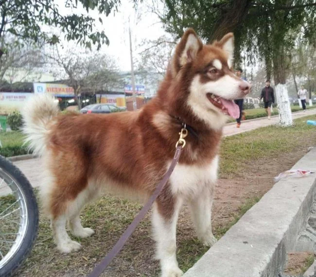 Koleksi gambar anjing Alaska yang paling indah