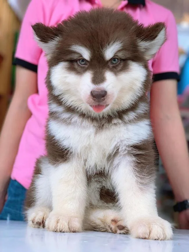 Koleksi gambar anjing Alaska yang paling indah