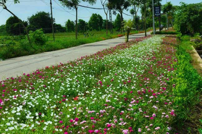 Pictures ten beautiful flowers mean