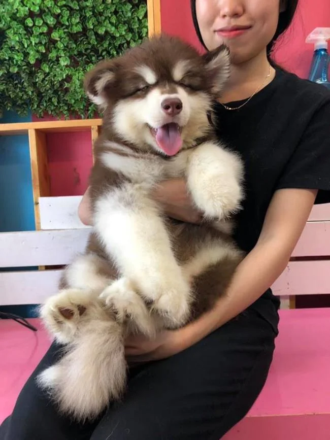 Koleksi gambar anjing Alaska yang paling indah
