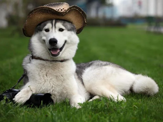 Koleksi gambar anjing Alaska yang paling indah