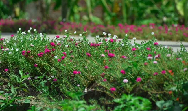 Pictures ten beautiful flowers mean